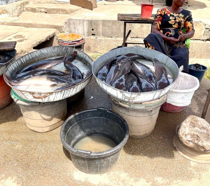 Catfish Farming in Nigeria: How to Start, Costs & Profitability in 2026